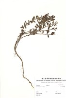 藏品(高山白珠樹)的圖片